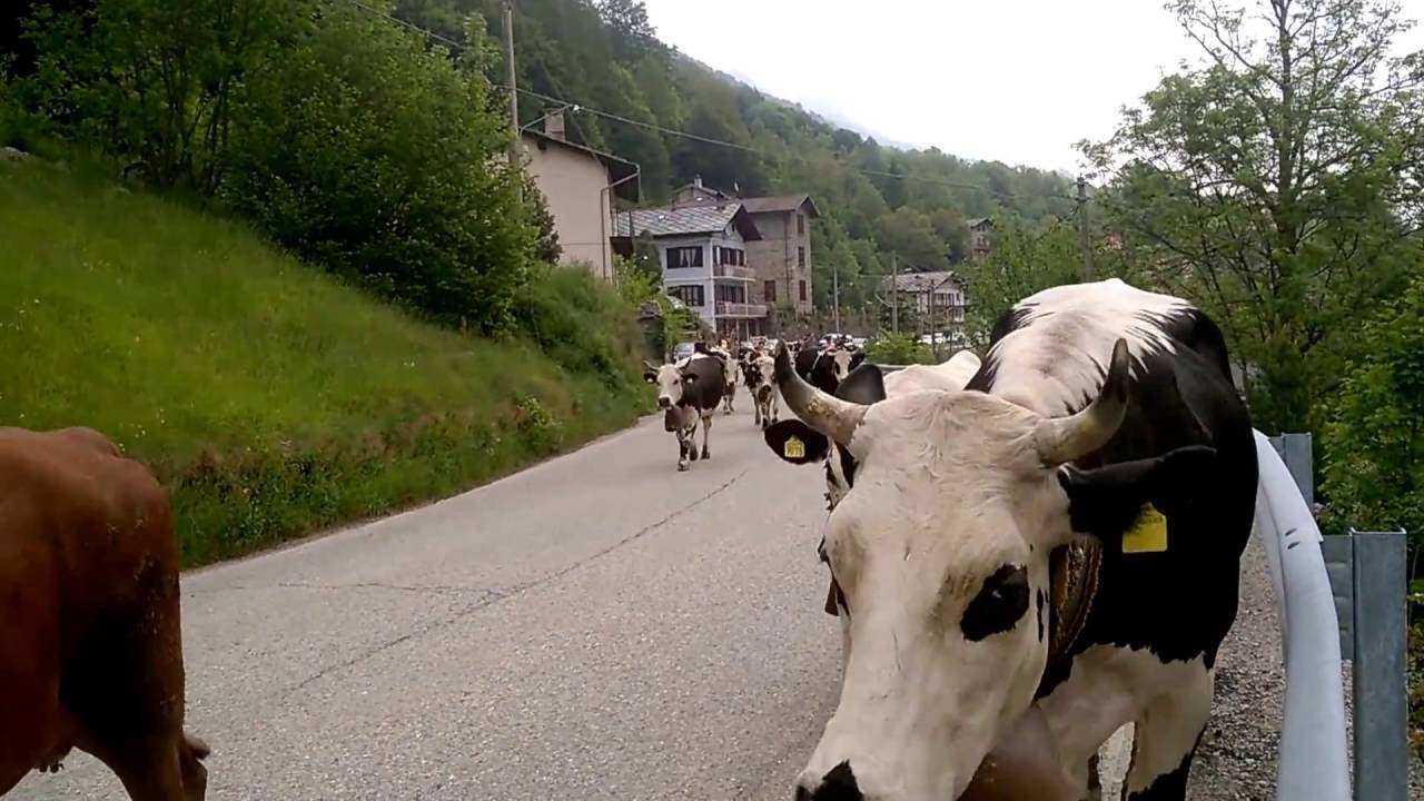 Val di Ala transumanza 2016