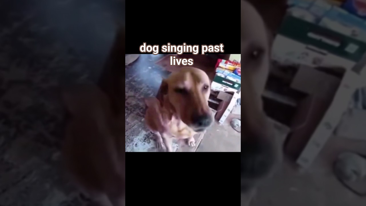 dog singing past lives