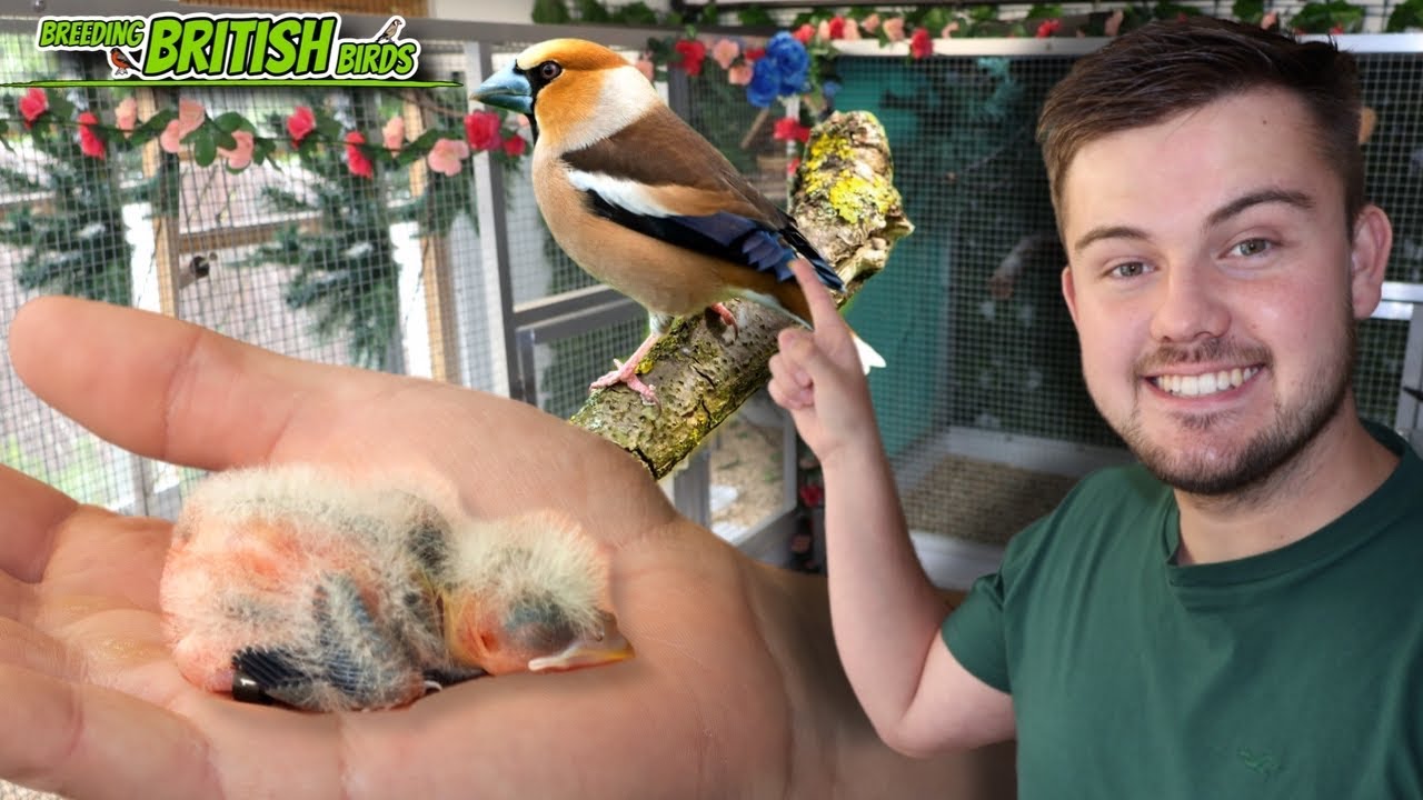 A Baby HAWFINCH! | Breeding British Birds S5:Ep3