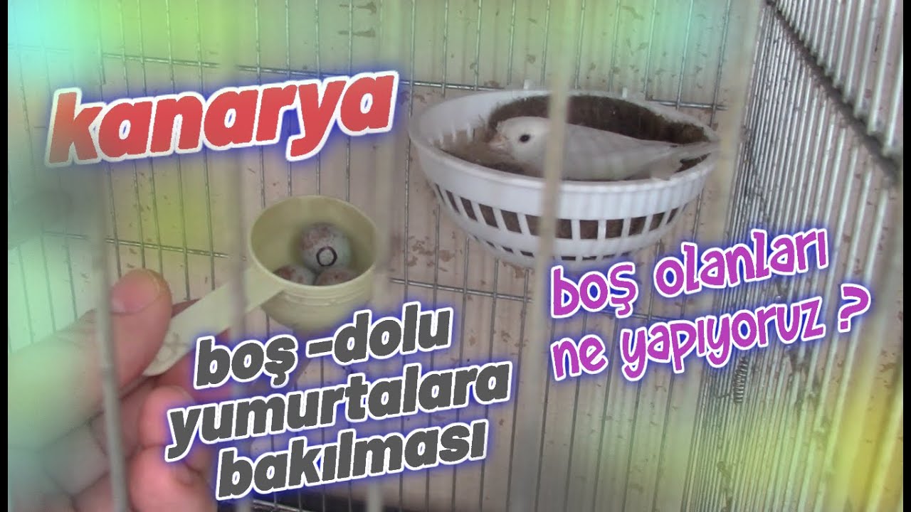 Kanarya Yumurta Kontrolü | Boş Yumurtaların Alınması