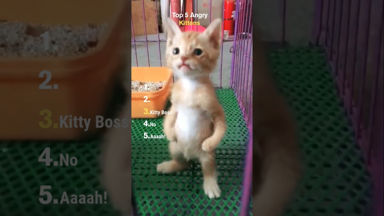Top 5 Angry Kittens 😾🔥