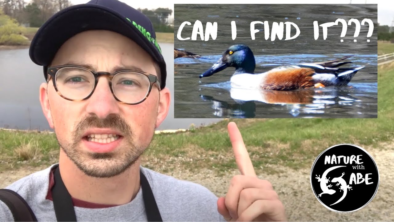 Rarest Duck in Georgia?! (30 days to find it) - March Migration Madness Birding Challenge