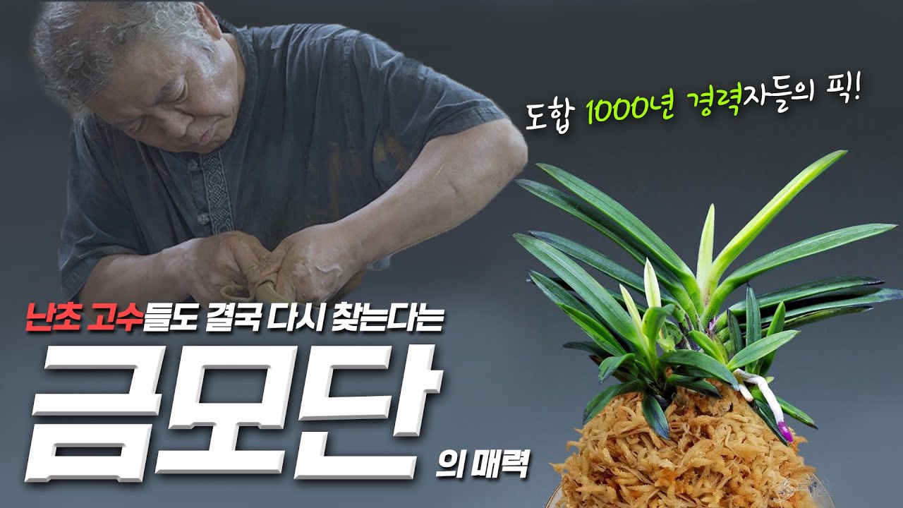 수많은 난초 고수들이 결국에 다시 찾게 된다는 금모단!! 도합 1000년의 경력, 일본 고수들이 말하는 금모단 흑모단의 매력 (2부)