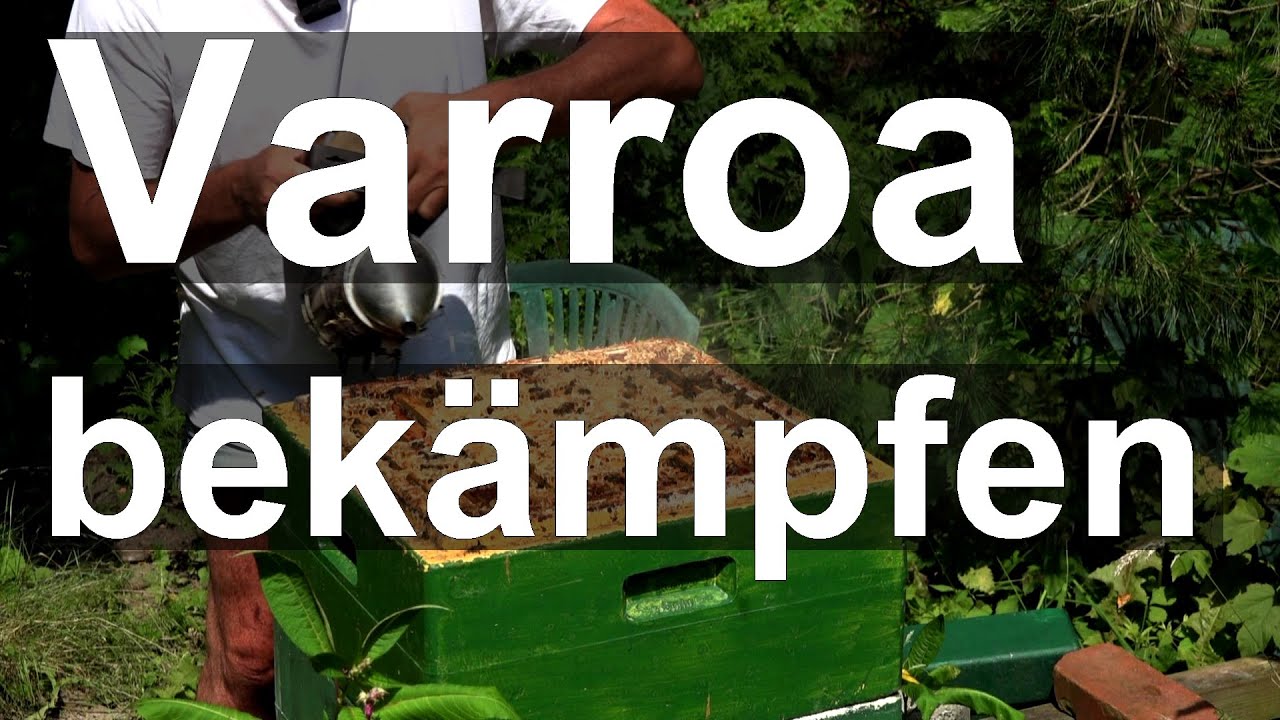Bienen: Varroa im Juli? Vorbereiten der Varroabehandlung - Wintersitz herrichten - Königinnen