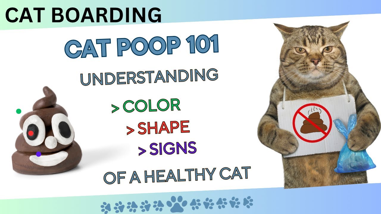 CAT BOARDING: Cat Poop Decoded: understanding Color, Shape and Signs of A Healthy Cat (CAT TV)