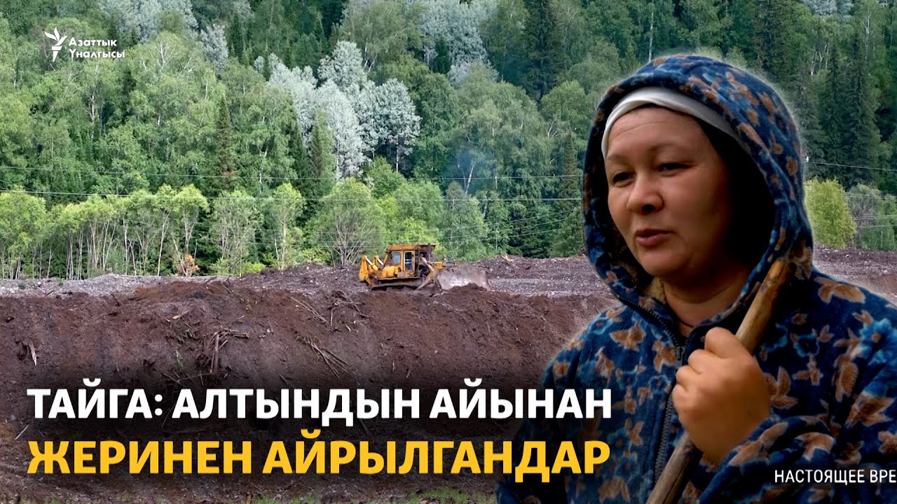 Тайга: алтындын айынан жеринен айрылгандар