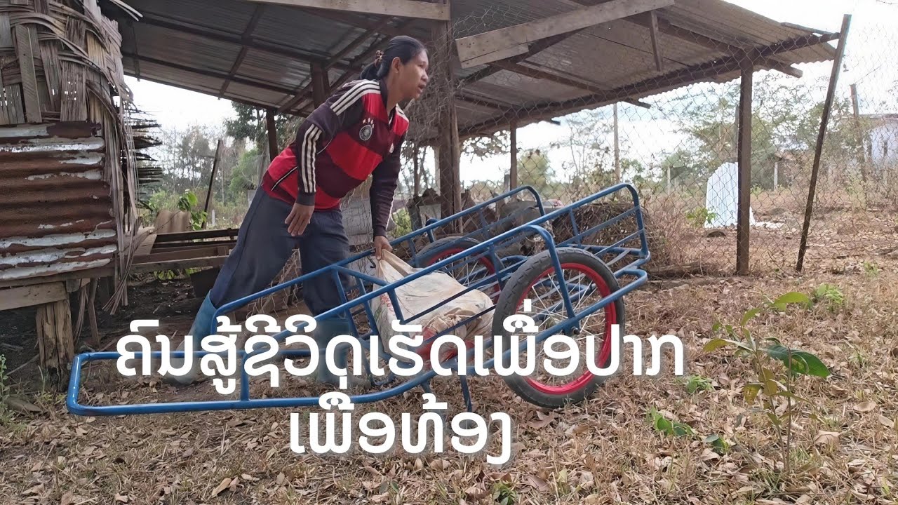 ໃສ່ຝຸ່ນຜັກ