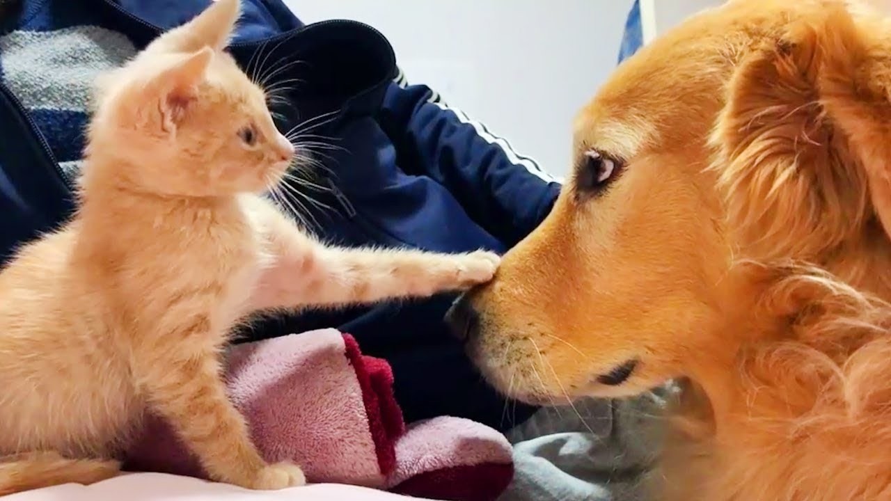The Look Says Everything 😂🐱