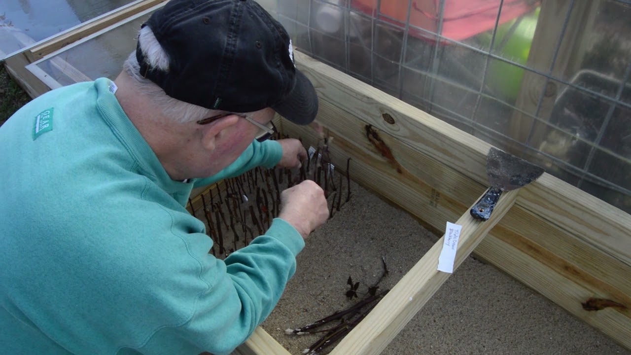 Tis The Season For Hardwood Cuttings (Blackberries and Eastern Redbud Trees)  Episode 83