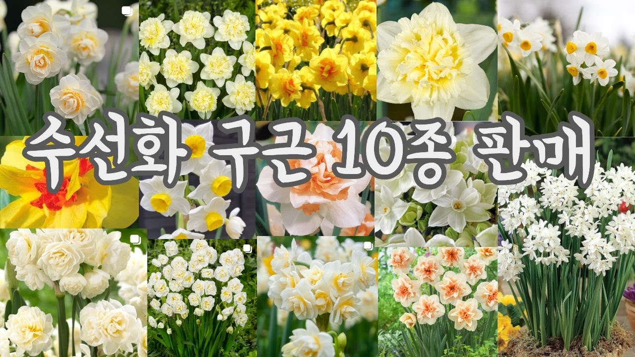 ⚠️품절⚠️예쁜 것만 골라왔어요💕수선화 구근판매!!