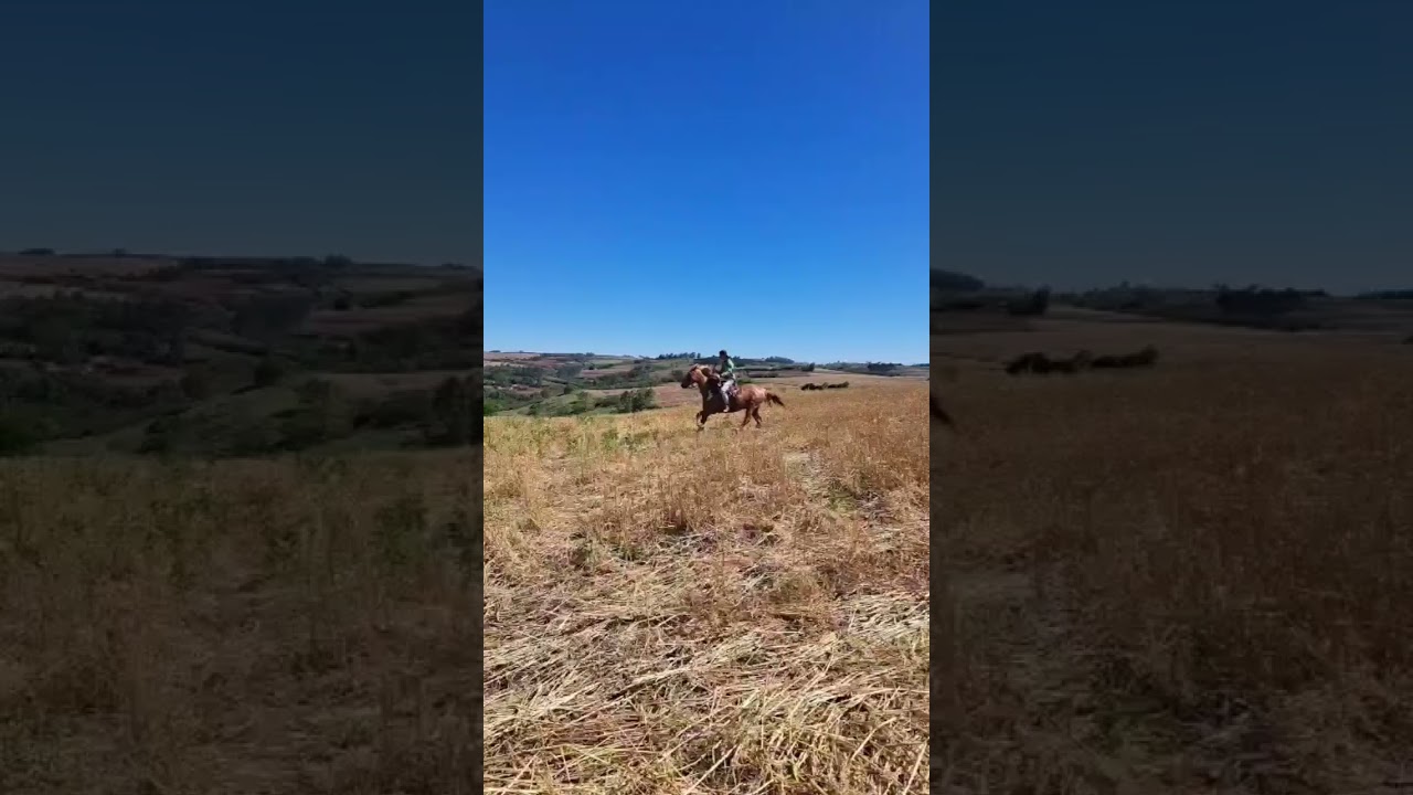 Meu cavalo campeão 🐴❤️ 