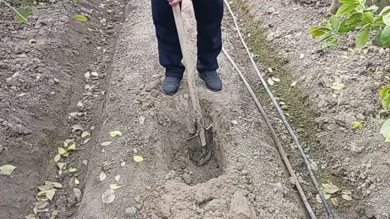 Баргларни сарғайиши сабаблари
