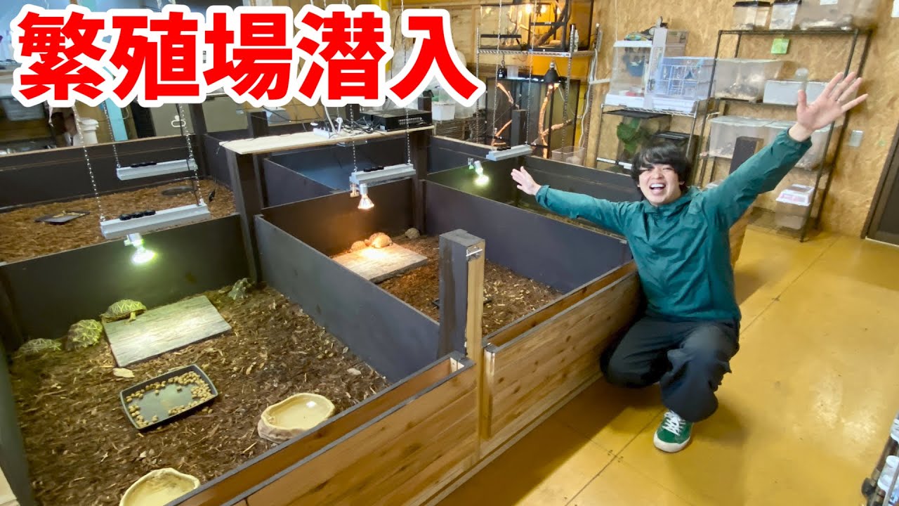 爬虫類のブリード施設に遊びに行くと...見たことない生体の数々で大興奮！！