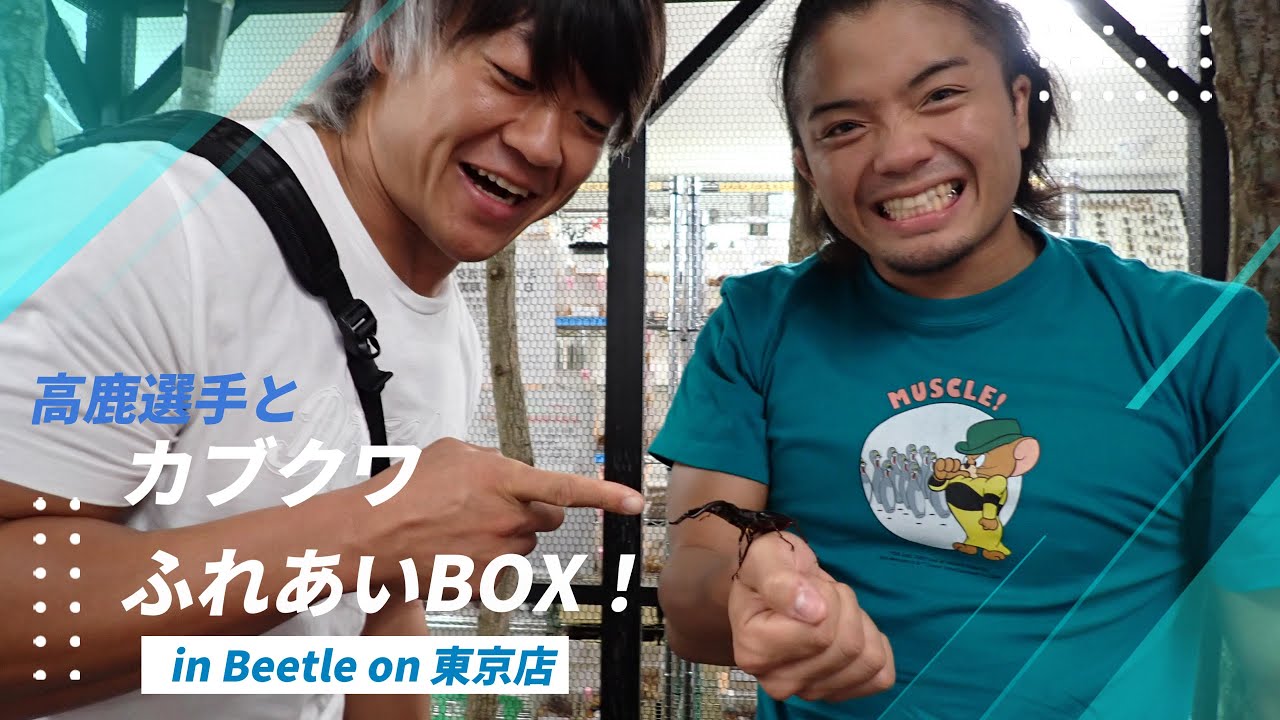 高鹿選手とカブクワふれあいBOX！