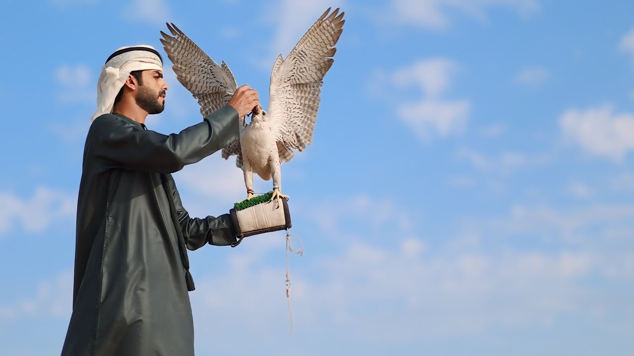 جديد فرقة المثايل الحربية | فيديو كليب | شمس الغروب | القلب طير | 2024