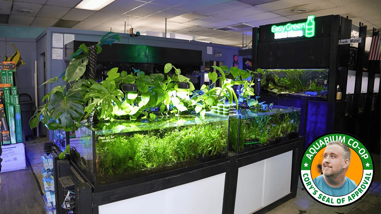 Fish Mania Store Tour in Chattanooga Tennessee