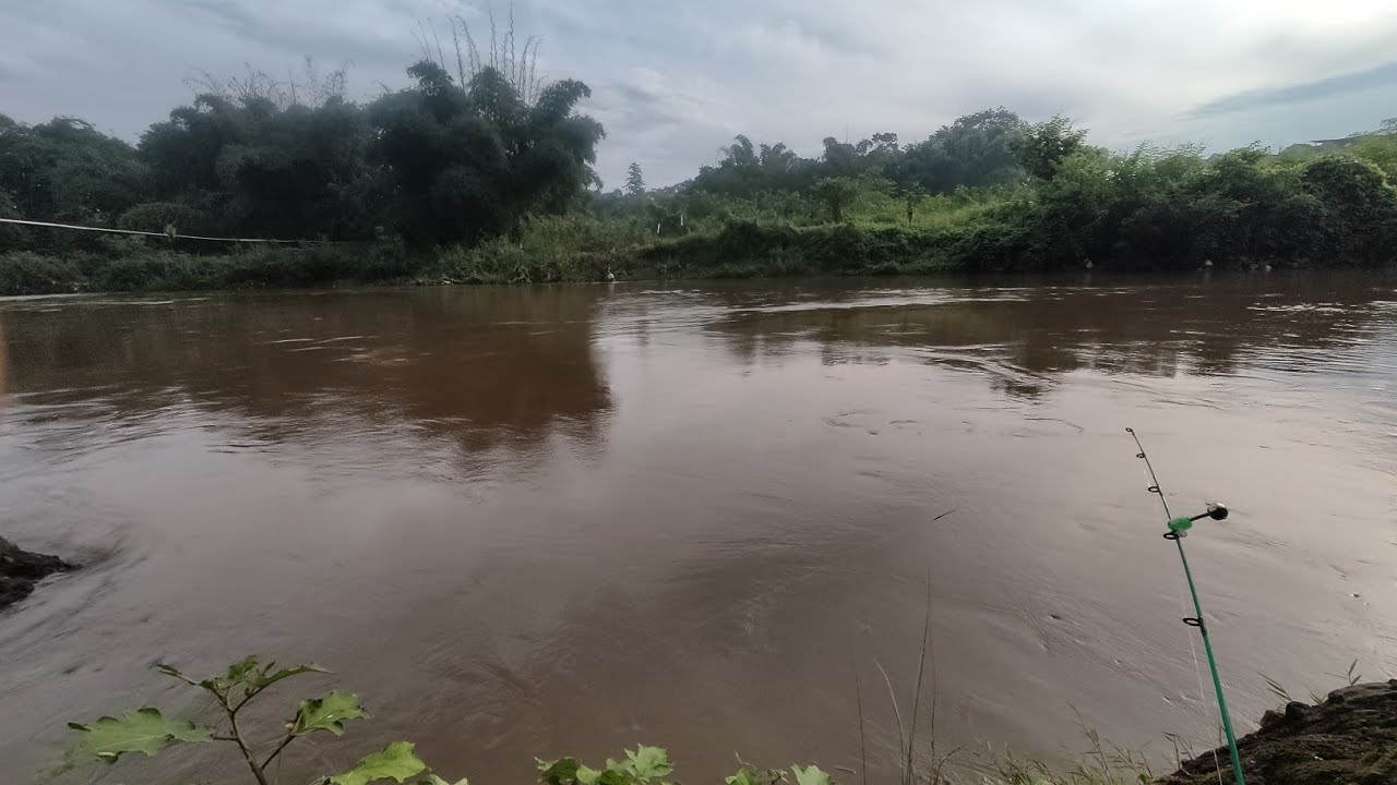 UMPAN JITU IKAN TAWES  DI KONDISI AIR KERUH ANTI BONCOS!!!