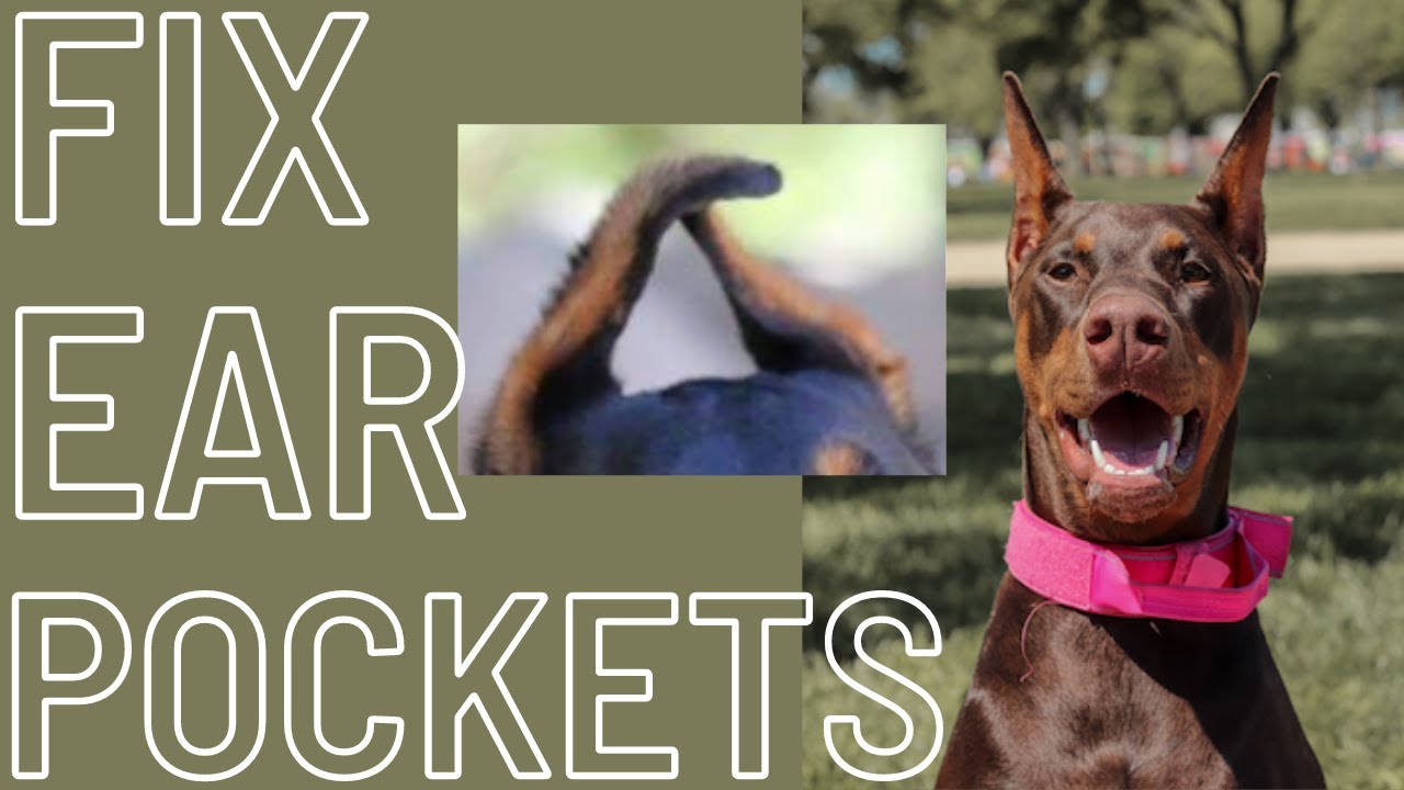How to fix doberman ear pockets during ear posting