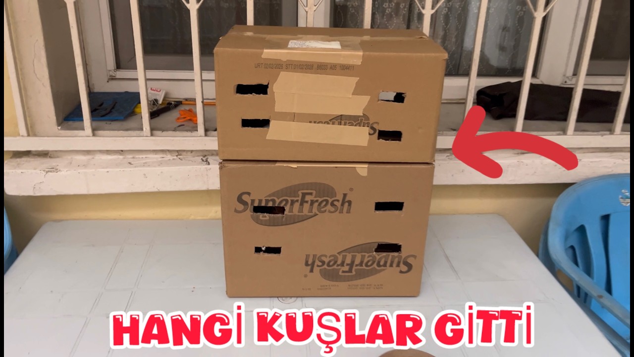 ESKİŞEHİR VE KOCAELİYE İKİ KOLİDEKİ GÜVERCİNLER HAYIRLI OLSUN ( HANGİ KUŞLAR GİTTİ )