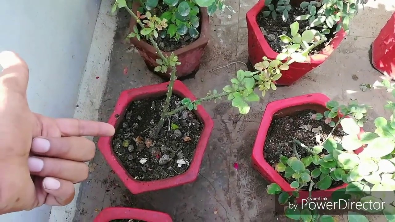 How to Change Potting Soil Of Rose Repotting My Rose plant(Hindi)