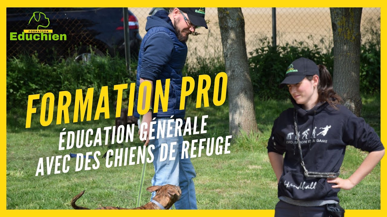 Éducation générale avec des chiens de refuge - FORMATION PRO ÉDUCATEUR CANIN par EDUCHIEN