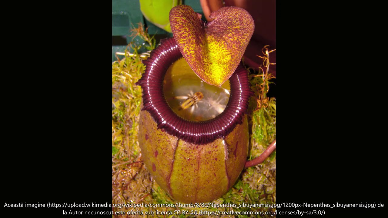 Plante carnivore