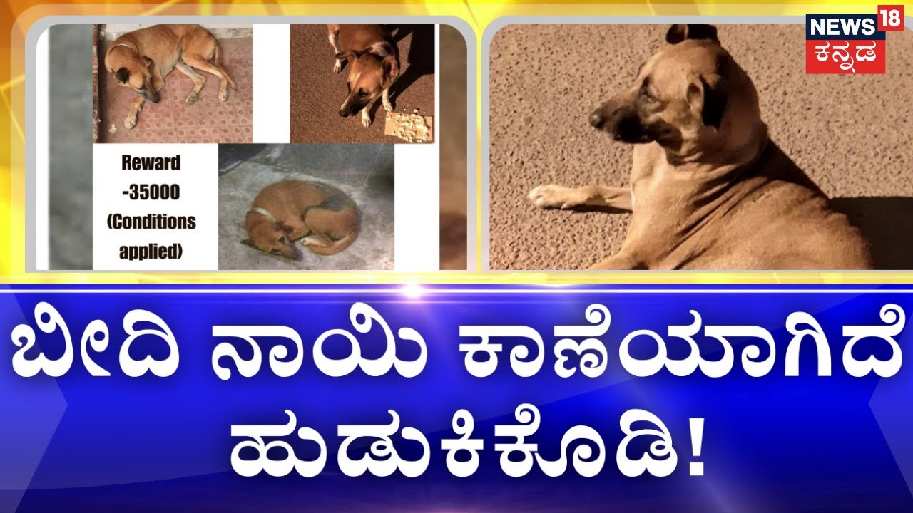 Street Dog Missing | ಬೀದಿನಾಯಿಯನ್ನು ಮಕ್ಕಳಂತೆ ಸಾಕಿದ್ದ ವಿಪ್ಲವಿ ಮಹೇಂದ್ರ | Kumarapark | Stray Dog