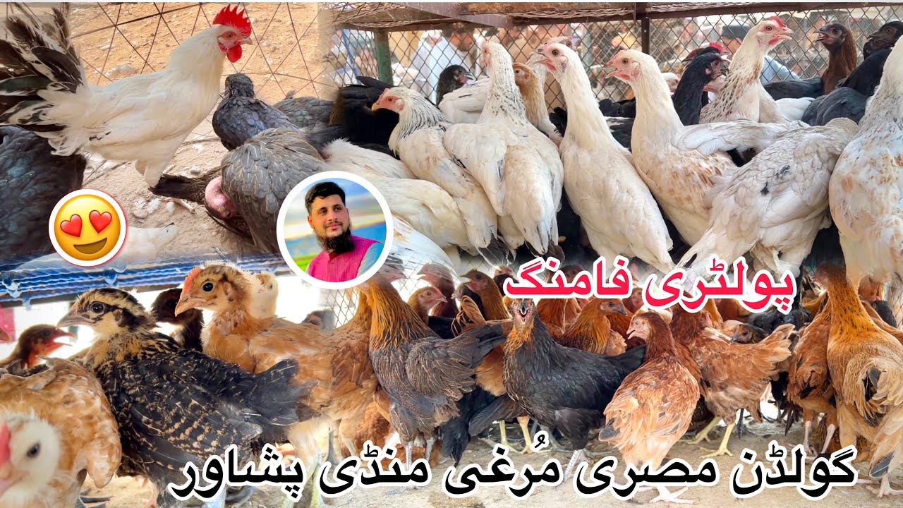Largest Golden Misri Murga Mandi Peshawar New Updates 27/09/2025 | How To Start Poultry Farm | Izhar