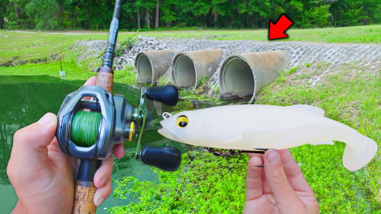 Fishing For Urban POND MONSTERS!