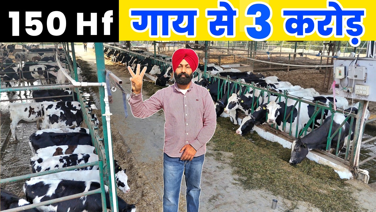 150 HF गायों का ऑटोमेटिक डेयरी फार्म | TMR Feeding | Dairy farming