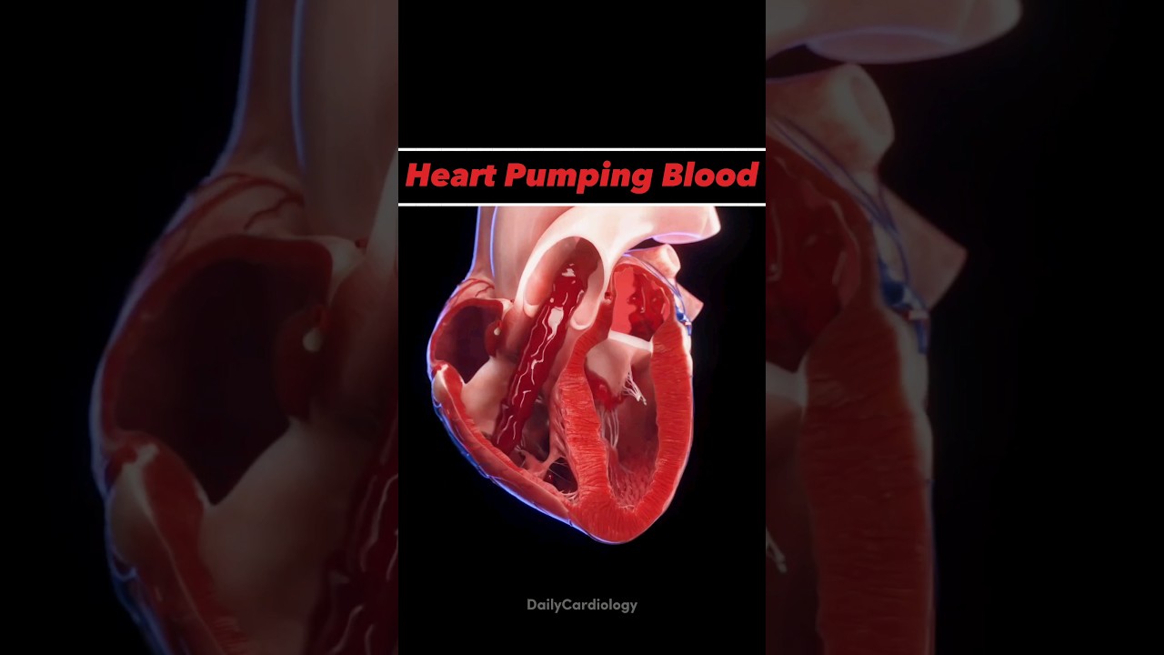 HEART ANIMATION !! #heart #anatomy #animation #bloodcirculation #cardiology #shorts