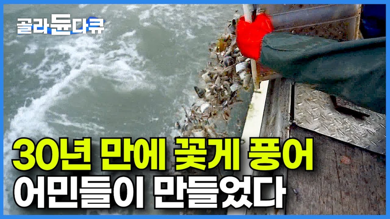 유독 진도 앞바다에서만 수확량이 확 늘어난 이유? 수확량 3배! 중국까지 수출 소문난 인기 해산물┃바다를 지키는 어민들의 노력┃최상품 진도 만선 꽃게잡이┃바닷가 사람들┃#골라듄다큐