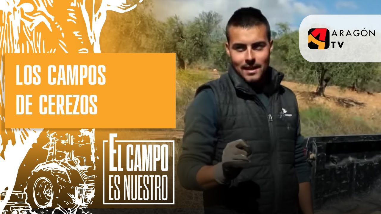 Los campos de cerezos de Josema están a rebosar