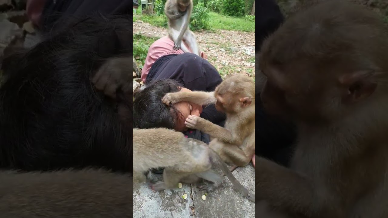 Monkey grooming