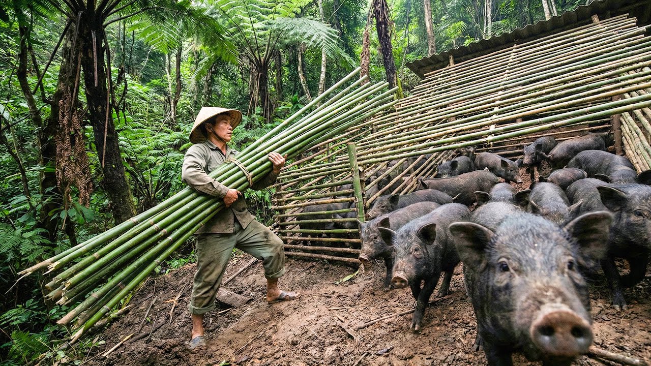 Building a Bamboo Pig Cage in the Wild & Bringing Pigs Home for a New Beginning
