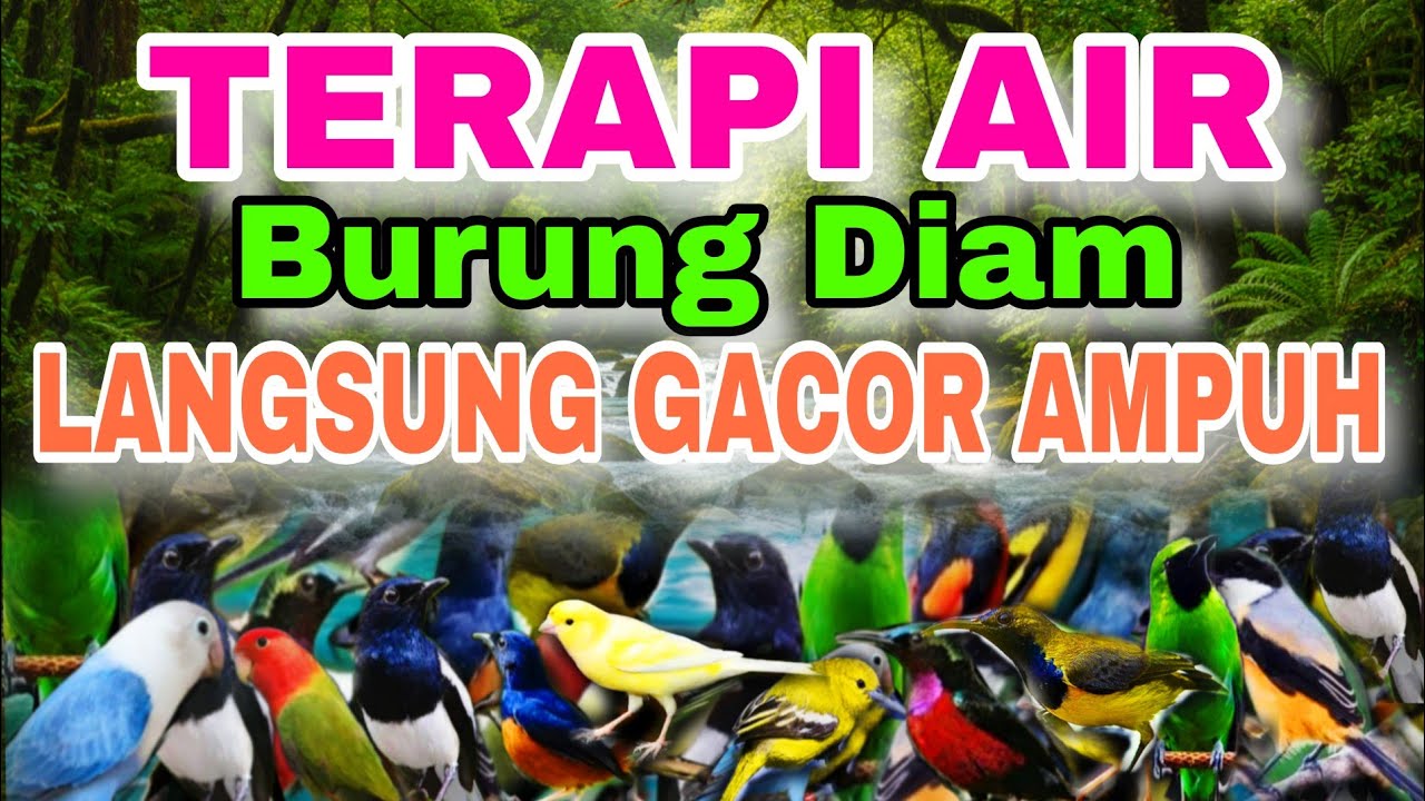 BURUNG DIAM BERHARI-HARI COBA TERAPI AIR INI, TERAPI AIR UNTUK SEMUA JENIS BURUNG MACET BUNYI 