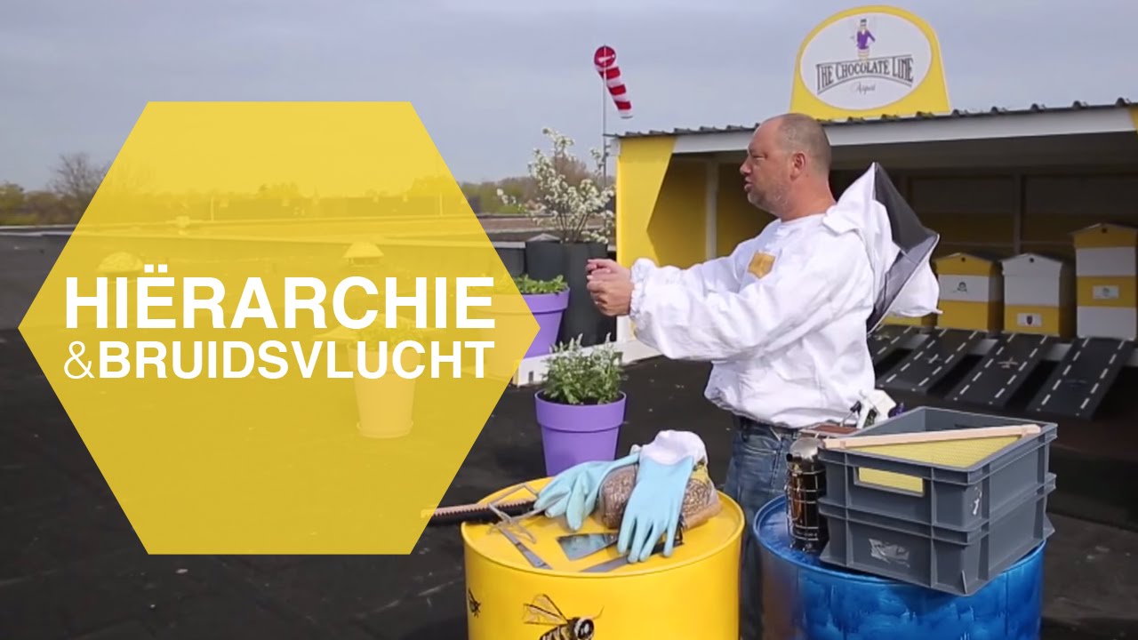 Hiërarchie van een Bijenvolk & de Bruidsvlucht #7 | The Honey Project
