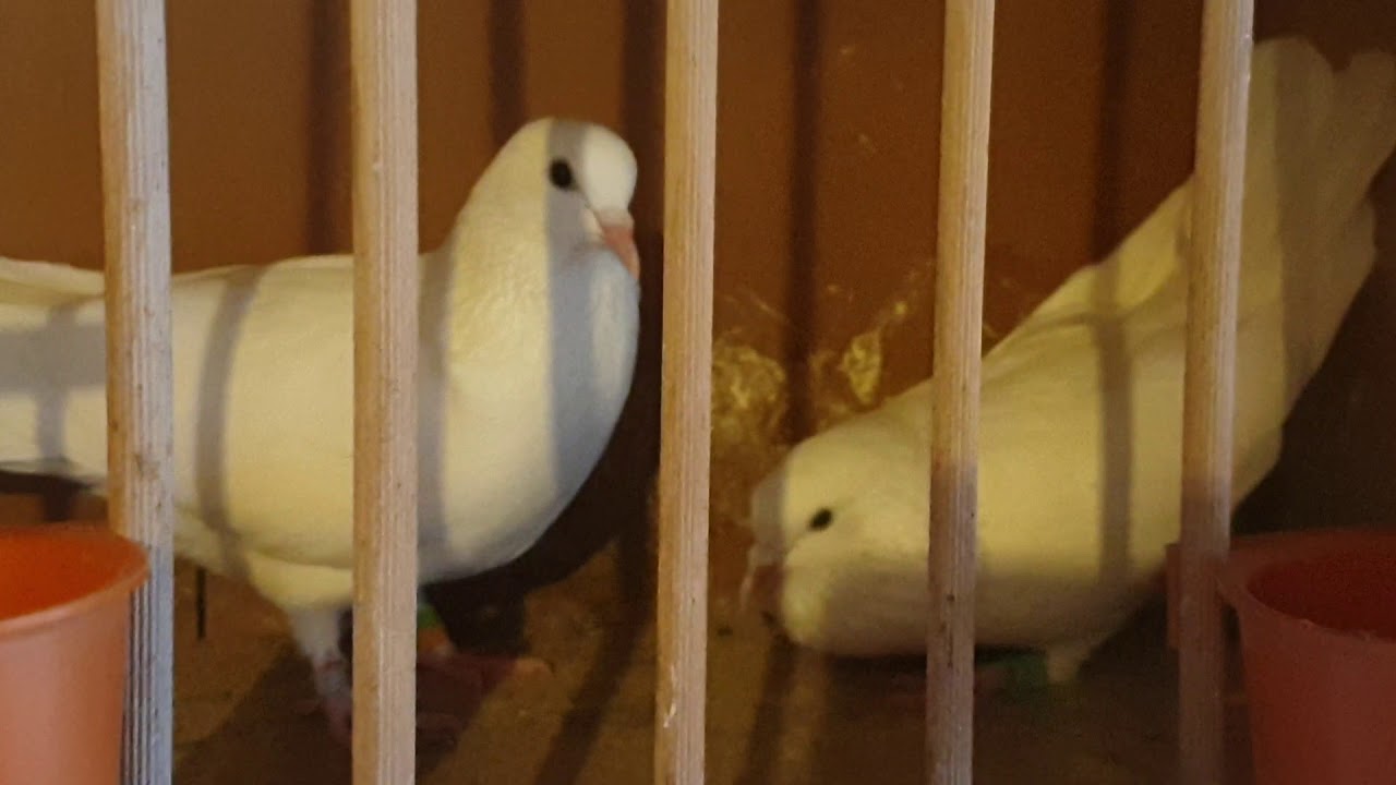 BAKI GÖYERCINLERI.Бакинские голуби линий Арунасa и Валдаса.Паровка +37068472547