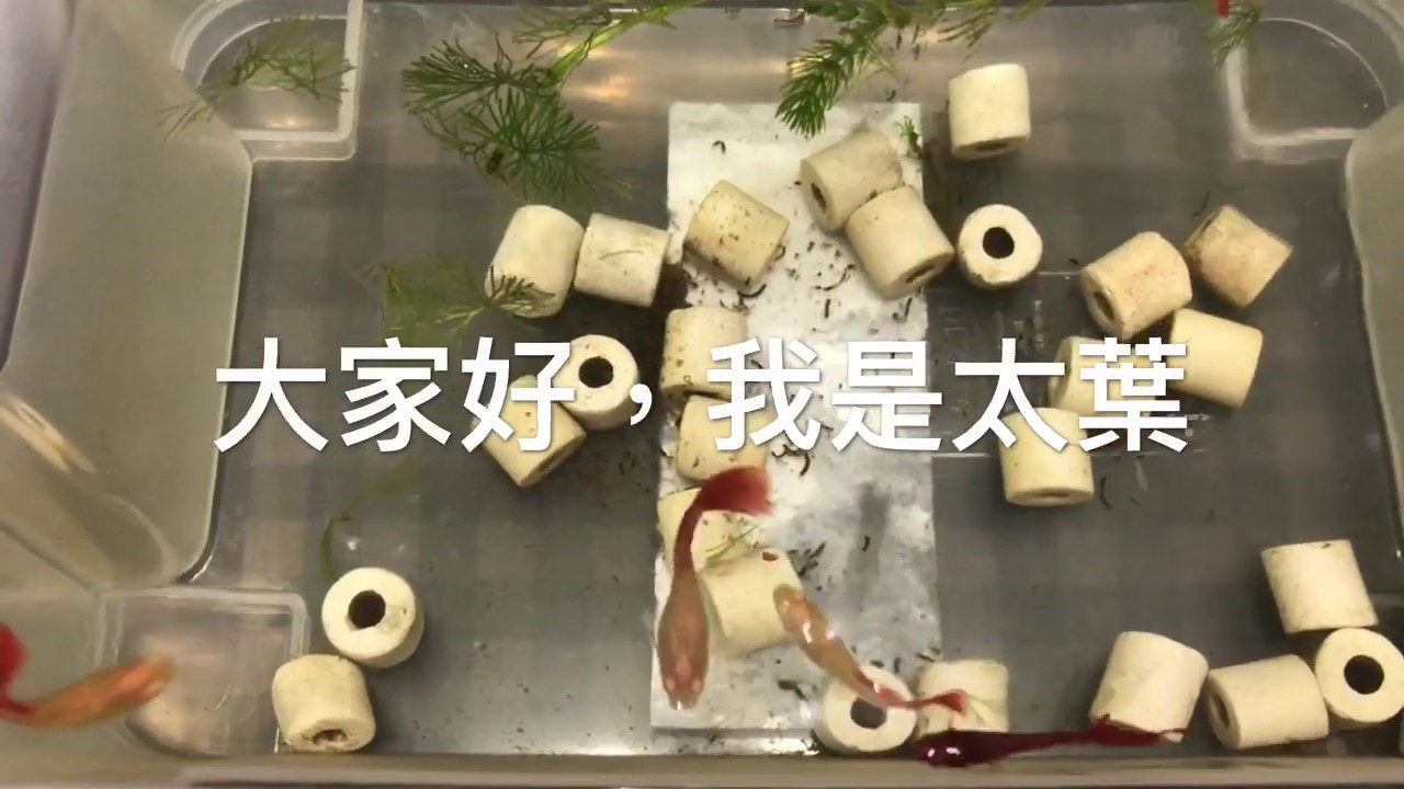 養魚先養水，孔雀魚好養嗎？看你怎麼養，第二篇如何判斷硝化菌是否形成
