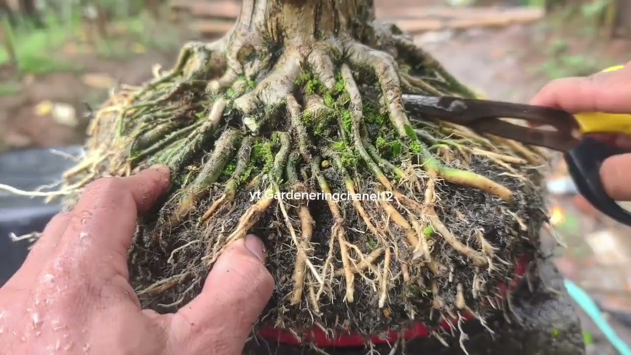 GANTI MEDIA BONSAI ANTING PUTRI 