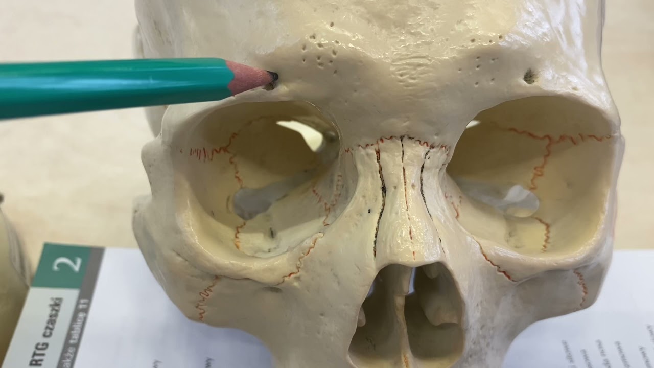 ANATOMIA #5: Twarzoczaszka + oczodół