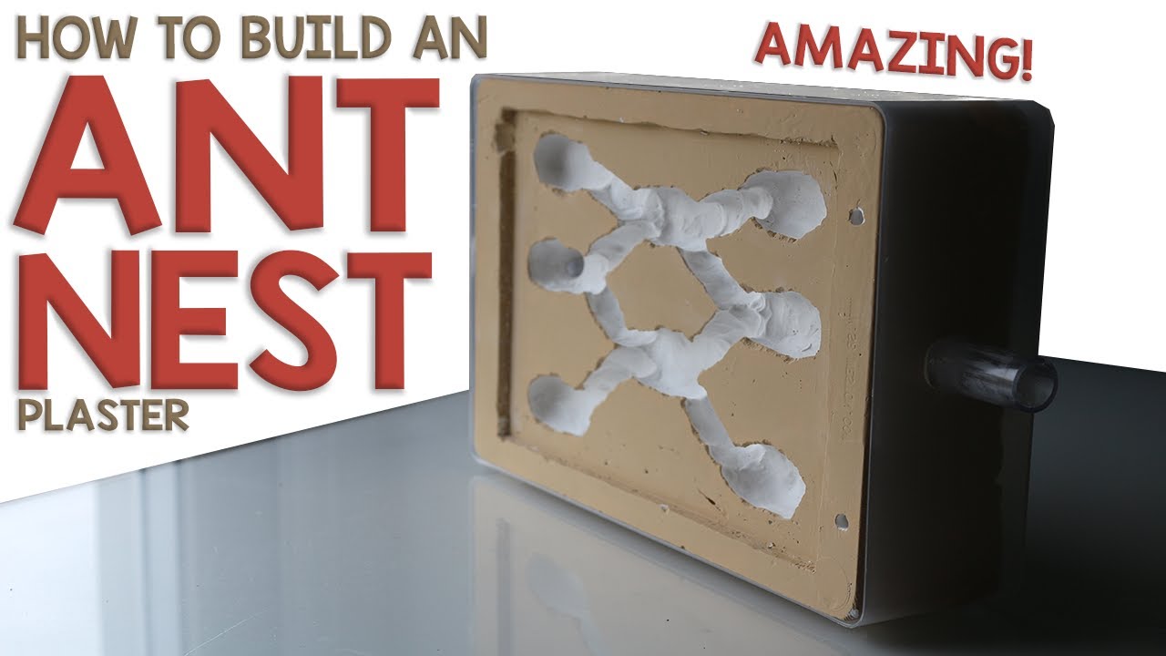 How to Build an Ant Nest #1 | Plaster Formicarium