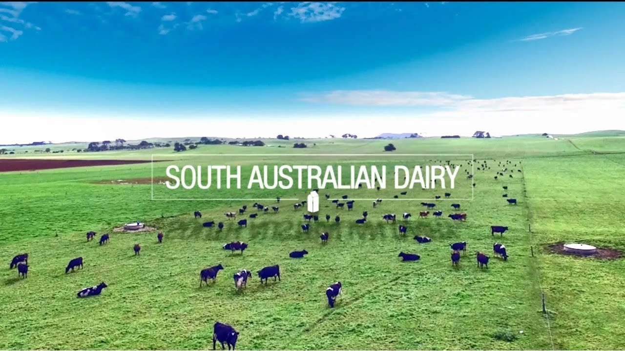 South Australian dairy (2025)