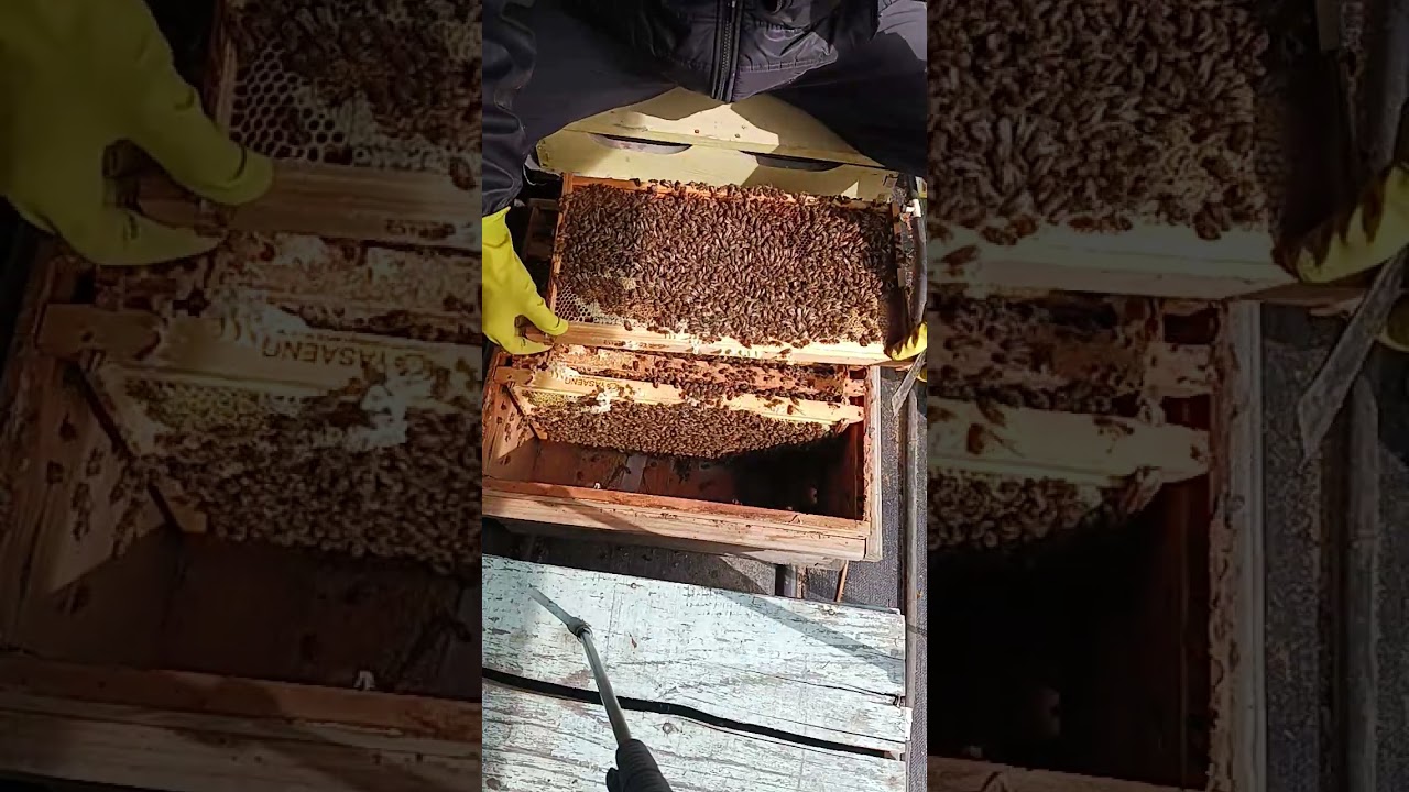 #양봉#꿀벌 #증소