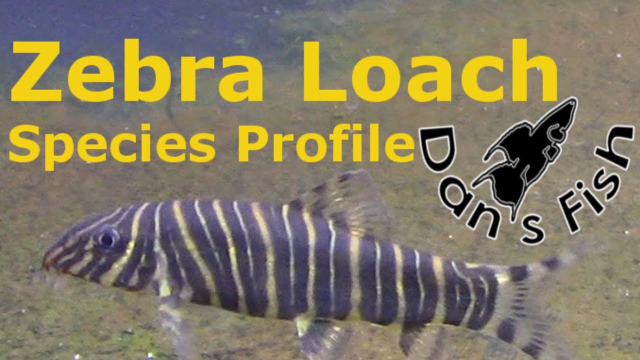 Zebra Loach | Species Profile