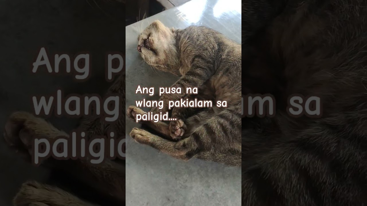 Ang pusa na basta makatulog lang walang pakialam sa ingay 😂...#cat#buhayprobinsya#trending