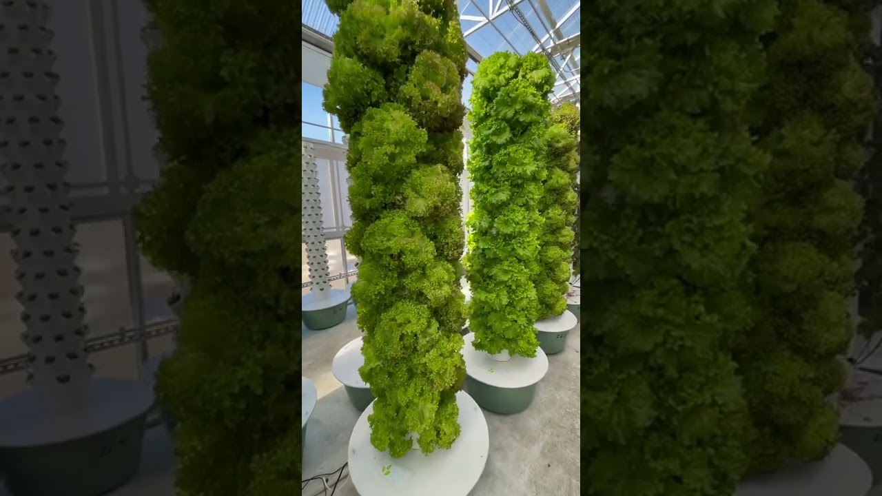 Altius Farms in Denver, Colorado is the epitome of vertical aeroponic farming