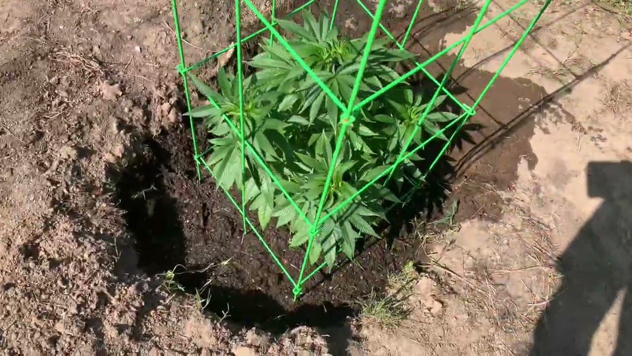 The Garden is Thriving! 😮 June 1st Oregon Cannabis Grow #garden