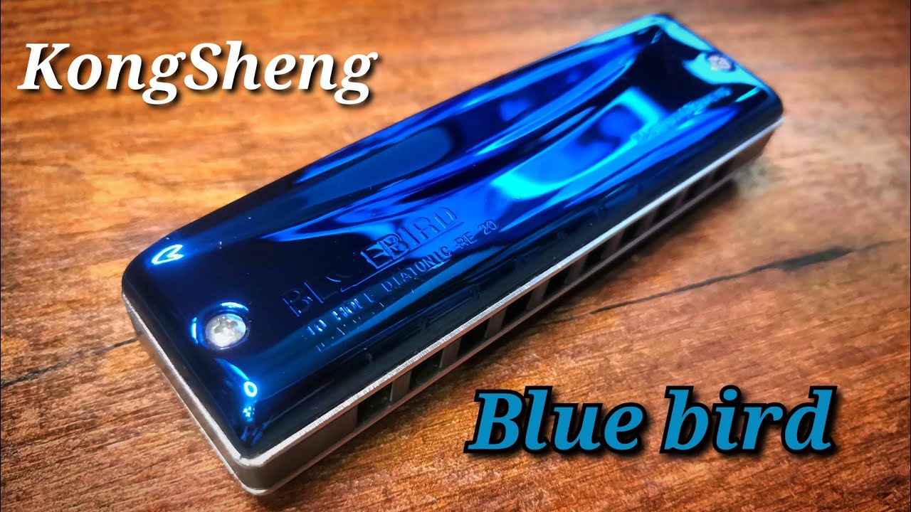 "Blue bird" Kongsheng обзор.