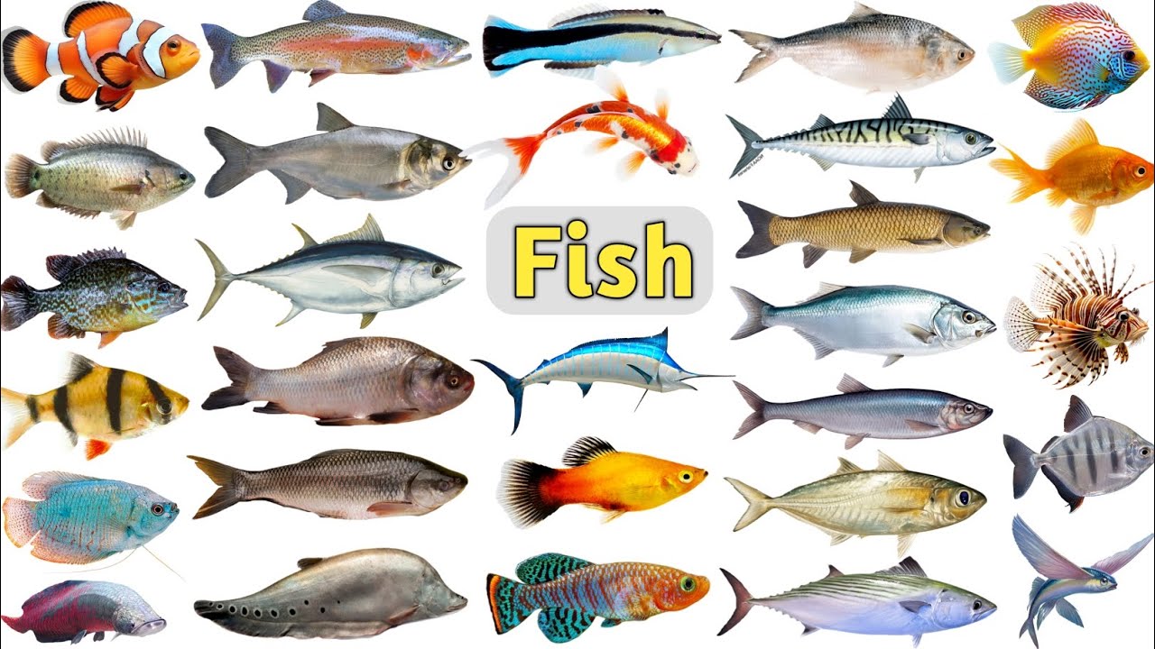 Fish Names for Kids ll 80 Fishes Names In English With Pictures ll Fish Types